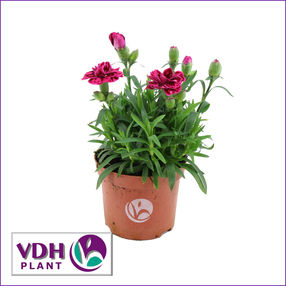 dianthusPurpleWingsVDH